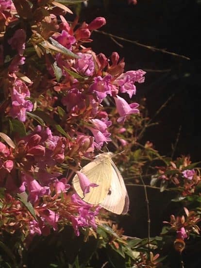 Un papillon blanc repose sur une fleur rose dans le jardin.